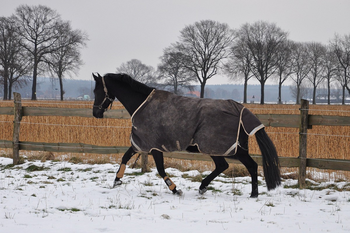 caballero in de sneeuw