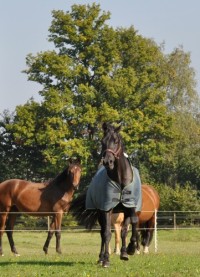 paard in galop staande foto